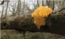  ??  ?? Slimy find: yellow brain fungus. Photograph: Phoebe Weston/The Guardian