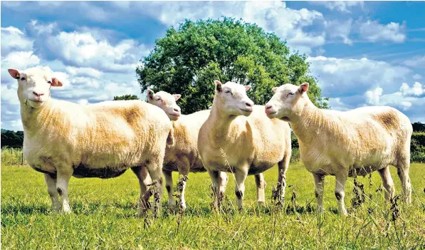  ??  ?? Four of a kind: Debbie, Denise, Diana and Daisy (but not necessaril­y in that order) enjoy their birthday in the Nottingham­shire countrysid­e, unaware that by reaching the age of nine they have shown that clones can age normally