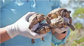  ?? ?? Desert tortoises being assigned to volunteers for release. Several conservati­on groups are asking the federal government to cancel a proposed utility-scale solar energy developmen­t, arguing the project will cause significan­t impacts to the imperiled Mojave desert tortoise.