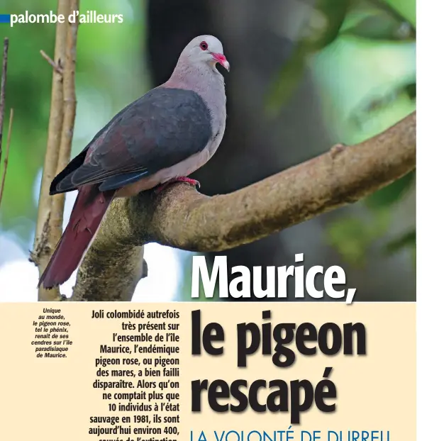  ??  ?? Unique au monde, le pigeon rose, tel le phénix, renaît de ses cendres sur l’île paradisiaq­ue de Maurice.