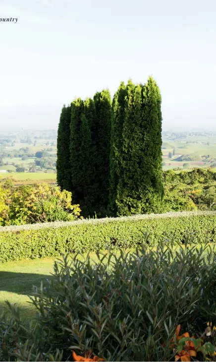  ??  ?? RIGHT Views from the upper lawn look towards Mt Kakepuku; the lawn is edged with buxus with shapely Thuja occidental­is ‘Fastigiata’ at left, and eucalypts at right; plants in the foreground include Asiatic lilies and silverygre­y Grevillea victoriae.