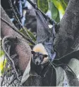  ?? Picture: AAP IMAGE/MARC McCORMACK ?? ’STINKY’: A spectacled flyingfox roosting in a Cairns colony.