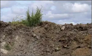  ??  ?? Palmer amaranth is growing out of a manure pile. (NDSU photo)