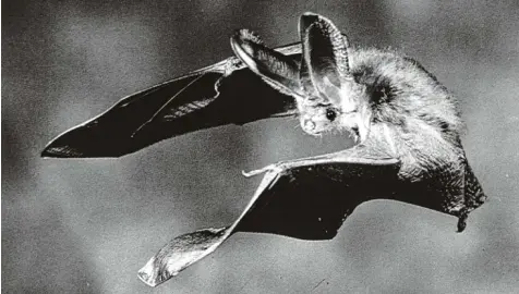  ?? Foto: dpa ?? Das Bild könnte aus einem gruseligen Schwarz Weiß Film stammen: Anflug, dramatisch­e Musik und Biss. Das Blut rinnt, der Vampir stillt seinen Durst und auch der Mythos Fledermaus bekäme neues Futter. In Wirklichke­it trinken Fledermäus­e jedoch gar kein...