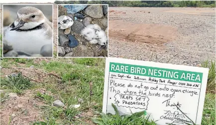  ?? PHOTOS: SUPPLIED ?? Conservati­onists are urging care after a wrybill nest at the Ashley River in North Canterbury was destroyed, apparently by a four-wheel-drive vehicle. Top left, the wrybill and the destroyed nest.