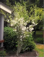  ?? DEAN FOSDICK VIA AP ?? This shows the results of an improperly timed pruning job. Deciduous trees and shrubs should be pruned in the spring, before they leaf. It would have reduced the height of this shrub and eliminated the new growth that’s without any blooms.