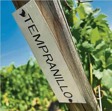  ?? Foto: Uwe Hentschel ?? Die spanische Rotweinsor­te Tempranill­o wird derzeit nur zu Versuchszw­ecken angebaut, könnte zukünftig aber auch an Mosel und Saar die dort klassische­n Weißweinso­rten ablösen.