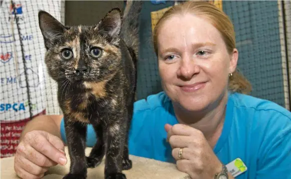  ?? Photo: Nev Madsen ?? PET PORTAL: Cassie Ellis, Toowoomba Animal Care Centre manager, with a surrendere­d kitten.