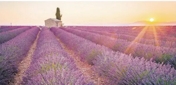  ?? FOTO: ISTOCK ?? Mit einer Fläche von 800 Quadratkil­ometern liegt das Plateau von Valensole in 500 Meter Höhe im Süden des Départemen­ts Alpes-de-Haute-Provence.