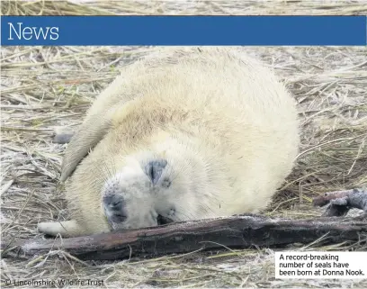  ??  ?? A record-breaking number of seals have been born at Donna Nook.