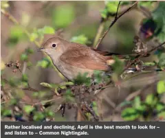  ?? ?? Rather localised and declining, April is the best month to look for – and listen to – Common Nightingal­e.