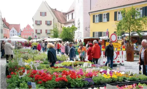  ?? Foto: Thomas Unflath ?? Der Fuchsien und Kräutermar­kt in Wemding ist zum Aushängesc­hild der Stadt geworden, zieht viele Besucher an und kurbelt damit den Umsatz in den lokalen Geschäften an. Der Gewerbever­band könnte sich einen weiteren verkaufsof­fenen Sonntag vorstellen.