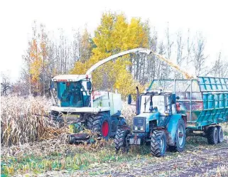  ?? ?? Ідзе ўборка кукурузы на палях Шуміліншчы­ны.