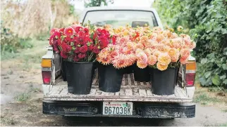  ?? MICHELE M. WAITE/CHRONICLE BOOKS ?? The farm truck at Erin Benzakein’s Floret Farms loaded with dahlias.