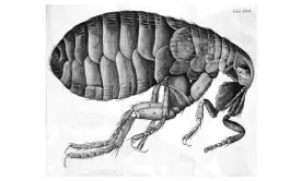  ??  ?? Still astounding today … Illustrati­on of a flea, 1664, from Robert Hooke’s Micrograph­ia. Photograph: Science & Society Picture Library/SSPL via Getty Images