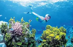  ?? AP ?? A woman snorkels on the Great Barrier Reef off Australia’s Queensland state. The government approved a plan last year to prevent seabed mud being dumped on the reef.