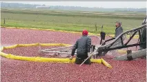  ?? PHOTOS: KATE SILVER/WASHINGTON POST ?? Cranberry marshes at Wetherby Cranberry Co. in Warrens, Wis., are flooded to make harvesting easier, above. If there’s a product with cranberry in it, the Wisconsin Cranberry Discovery Center in Warrens probably has it in its retail section, below.