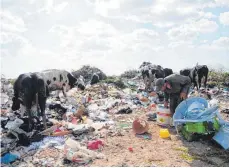  ?? FOTOS: DPA ?? In der Nähe von La Marsa in Tunesien: Der Umweltpoli­zist Nasser Gasmi (li.) macht täglich viele Kontrollfa­hrten. Ein Viehhirte und Müllsammle­r nimmt seine Tiere auf die Müllkippe mit.