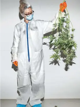  ?? PHOTOGRAPH­S BY NAOMI HARRIS ?? GROWER-IN-CHIEF Canopy Growth CEO Bruce Linton (left) has navigated complex regulatory markets for most of his career. A WAY WITH WEED A post-harvest supervisor handles the product at Canopy’s main facility, near Ottawa.