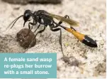  ??  ?? A female sand wasp re-plugs her burrow with a small stone.