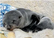  ?? ROBYN EDIE/STUFF 634580588 ?? The seal is believed to have travelled up the nearby Waiau river, and was found about 10kms from the sea.