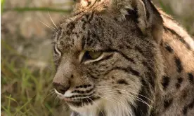  ?? ?? Aura’s genes live on in more than 900 Iberian lynxes. Photograph: Antonio Rivas Salvador/Centro de cría del lince ibérico El Acebuche/OAPN-MITECO