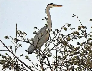  ?? Dave Steel ?? ●●A heron in a tree