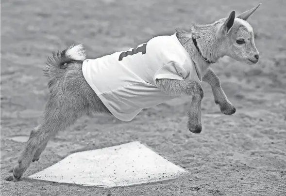  ?? PHOTOS BY JEFF LANGE/AKRON BEACON JOURNAL ?? Roo, a 6-week-old goat that has become the Highland softball team’s unofficial mascot, takes off from home plate.