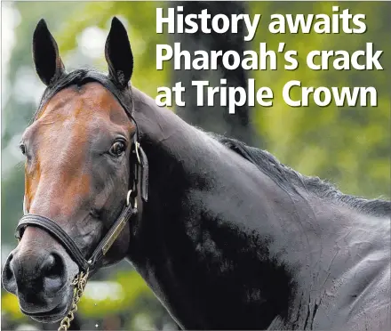  ?? SHANNON STAPLETON/ REUTERS ?? Kentucky Derby and Preakness winner American Pharoah will try to become the first Triple Crown winner since 1978 in the Belmont Stakes today.