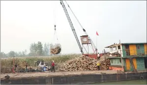  ??  ?? All 3,300 hectares of Euramerica­n poplars in the Western Dongting Lake Nature Reserve have been removed as on Nov 16.