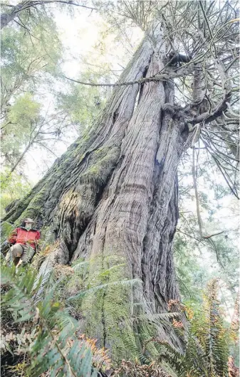  ??  ?? Jurassic Grove, as the Ancient Forest Alliance is calling it, covers an area of about 130 hectares near the mid-section of the Juan de Fuca Trail, between Lines Creek and Loss Creek.