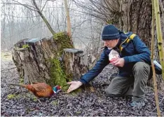  ?? Foto: Schiedl ?? Was für ein Moment: Ein Fasan frisst Manfred Schiedl aus Schretzhei­m Vogelfutte­r aus der Hand.