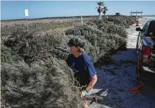  ?? Jon Shapley / Staff photograph­er ?? Barbara Perk unloads Christmas trees Tuesday in Surfside Beach. They will be used to restore the dunes eroded by storms.