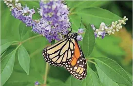  ?? [PHOTO BY DOUG HOKE, THE OKLAHOMAN ARCHIVES] ?? A male Monarch butterfly stops on a Vitex agnus-castus at the Myriad Botanical Gardens last year.