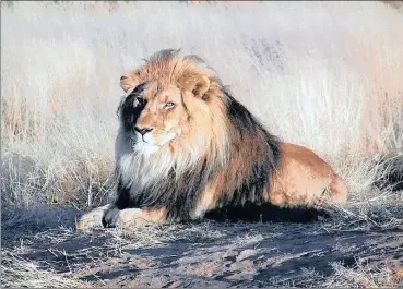  ?? PHOTO: FACEBOOK ?? Cecil the Lion was killed in Zimbabwe during an illegal hunt. The writer says mixing profit and conservati­on is not simple.