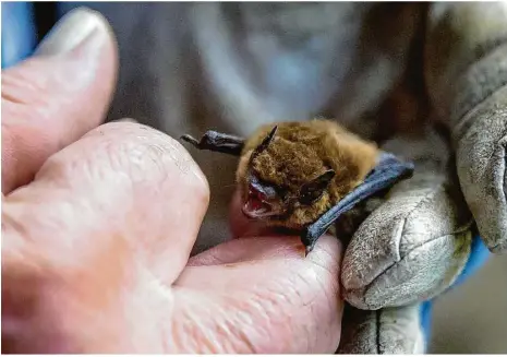  ??  ?? Eine Mückenfled­ermaus in der Freiflug-voliere der Fledermaus-auffangsta­tion in Fürth. Dort werden die Tiere aufgepäppe­lt.