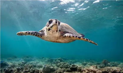  ?? Photograph: James RD Scott/Getty Images ?? ▲ If only they could ride the EAC, dude. Hawksbill turtles in the Indian Ocean have relatively crude navigation­al sense, new research suggests.