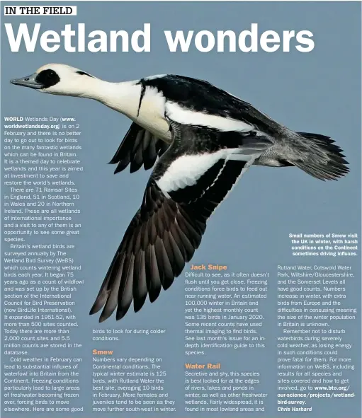  ?? ?? WORLD www. worldwetla­ndsday.org)
Smew
Numbers vary depending on Continenta­l conditions. The typical winter estimate is 125 birds, with Rutland Water the best site, averaging 10 birds in February. More females and juveniles tend to be seen as they move further south-west in winter.
Jack Snipe
Water Rail
Small numbers of Smew visit the UK in winter, with harsh conditions on the Continent sometimes driving influxes.
www.bto.org/ our-science/projects/wetlandbir­d-survey.