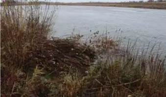  ?? FOTO MARK DREESEN ?? De beverhut in Meeswijk is ruim 1 meter hoog met een omtrek van ruim 3 meter.