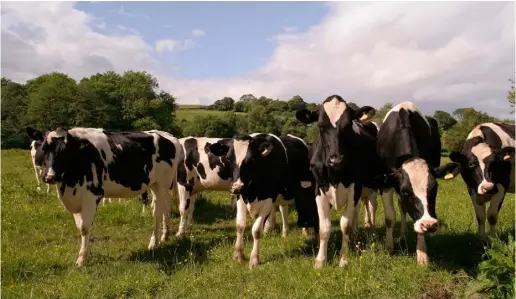  ??  ?? Stock option: Disposing of excess stock can provide not alone a cashflow boost, but also a permanent profit boost for some dairy farmers