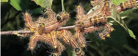  ?? [PHOTO PROVIDED BY DAVID SHETLAR] ?? Yellowneck caterpilla­rs feed in groups.