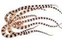  ?? NATIONAL GEOGRAPHIC IMAGE ?? The Wunderpus octopus of the southweste­rn Pacific Ocean weighs less than a third of an ounce.