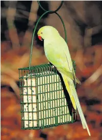  ??  ?? A ring-necked parakeet