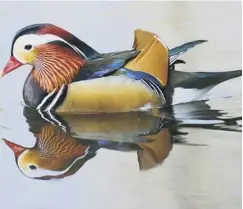  ??  ?? Angela Jeffs, main; the spectacula­r Mandarin duck, above, the subject of her book Five of a Feather, inset right