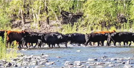  ?? COURTESY OF CENTER FOR BIOLOGICAL DIVERSITY ?? Feral cows roam in the Gila National Forest last month.