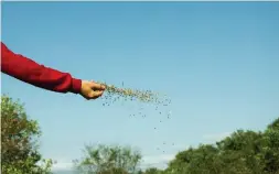  ?? DREAMSTIME ?? Broadcast a quality seed mix for an annual flowering meadow after performing some serious weed control and then tilling the soil.