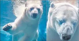  ??  ?? Polar bear; Conservati­on status: Threatened