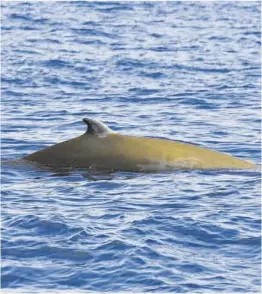  ?? Clàudia Auladell ?? Exemplar de zífid de Cuvier fotografia­t a la Costa Brava.