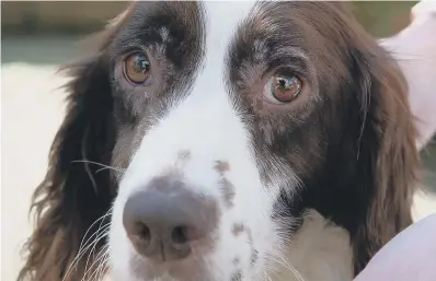  ?? ?? Sussex Police is seeking the lawful owners of a number of suspected stolen dogs , which are a mix of lurchers and spaniels – see sidebar right for more details