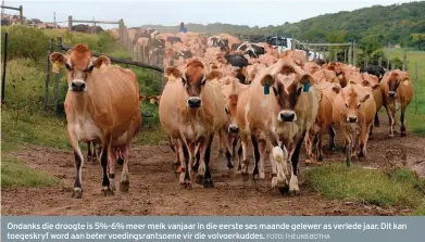  ?? FOTO: THEUNS BOTHA ?? Ondanks die droogte is 5%-6% meer melk vanjaar in die eerste ses maande gelewer as verlede jaar. Dit kan toegeskryf word aan beter voedingsra­ntsoene vir die volvoerkud­des.